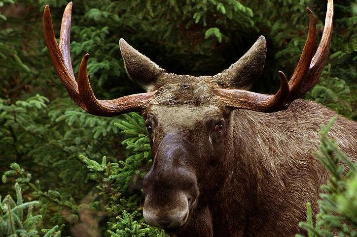 Scientists: Elk drunk on fermented apples a myth